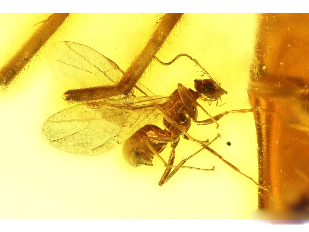 Chihlimbar - Chihlimbar - Winged ant + spider - Rare - Winged ant is around 4,5mm - 24 mm - 8 mm (Fără preț de rezervă) #2.1