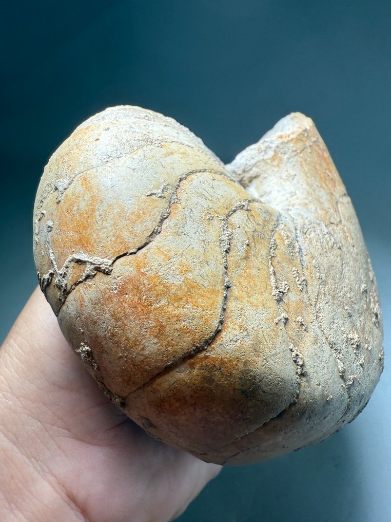 Nautilus Jurássico Francês - Concha fossilizada #3.2