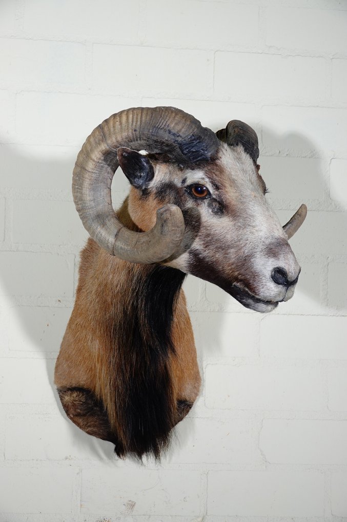 Montagna di pecore con grandi corna ricurve. Osso - Ovis aries - 48 cm - 60 cm - 40 cm- Specie non CITES #4.3