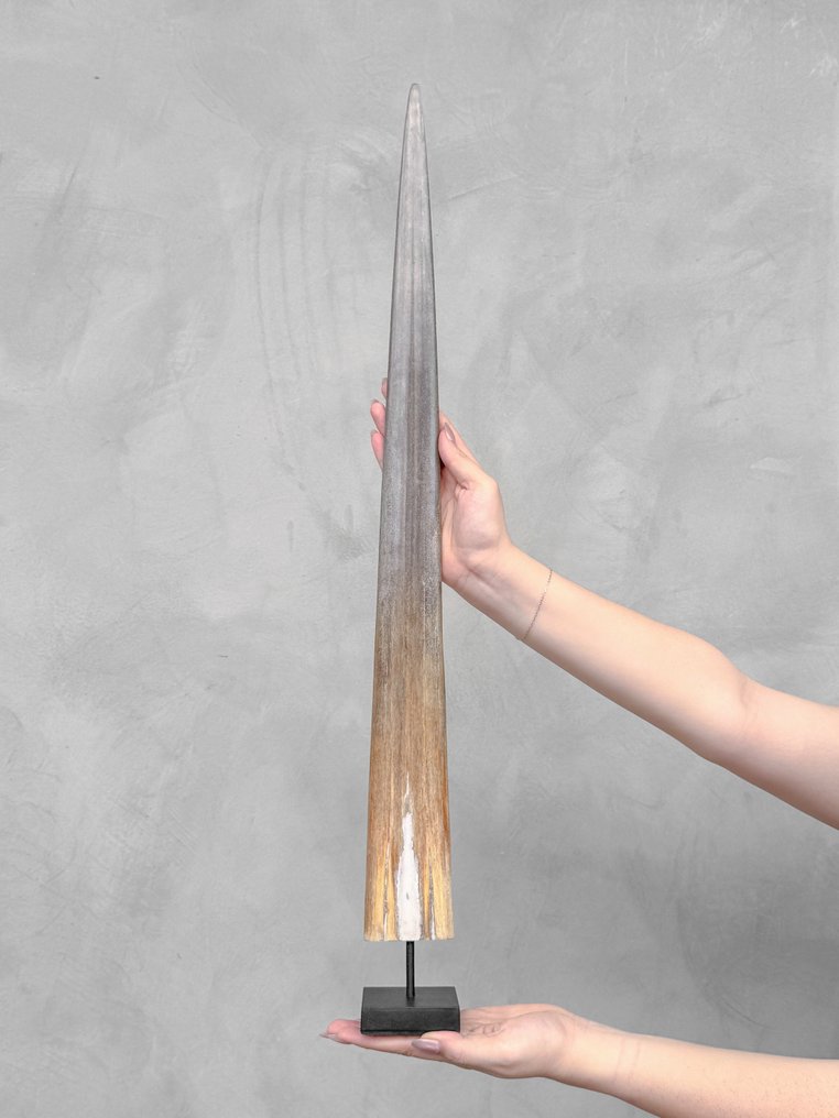 Fără preț de rezervă - un large rostrum de pește-spadă montat pe un suport personalizat. Cioc pe suport - Xiphias Gladius - 73 cm - 7 cm - 7 cm- Speciile Non-CITES - (1) #2.1