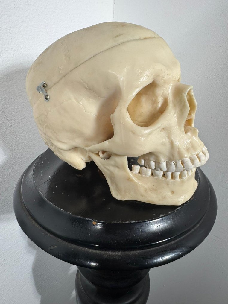 Anatomical model - Resin, Plastic - 1900-1910 - Resin skull #1.0