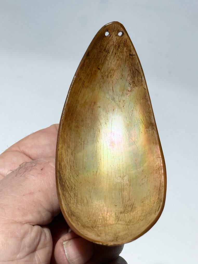 Cucchiai di conchiglia raccolti sul campo negli anni 1950 nelle Isole Trobriand. - Isole Trobriand - Papua Nuova Guinea  (Senza Prezzo di Riserva) #3.2