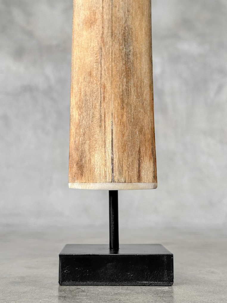 Fără preț de rezervă - un large rostrum de pește-spadă montat pe un suport personalizat. Cioc pe suport - Xiphias Gladius - 73 cm - 7 cm - 7 cm- Speciile Non-CITES - (1) #4.3