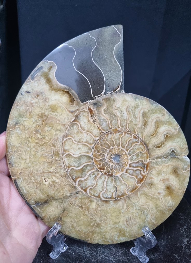 Vakkert stort ammonitt - Fossile dyr - Aioloceras (Cleoniceras) sp - 212 mm - 180 mm  (Ingen reservasjonspris) #1.0