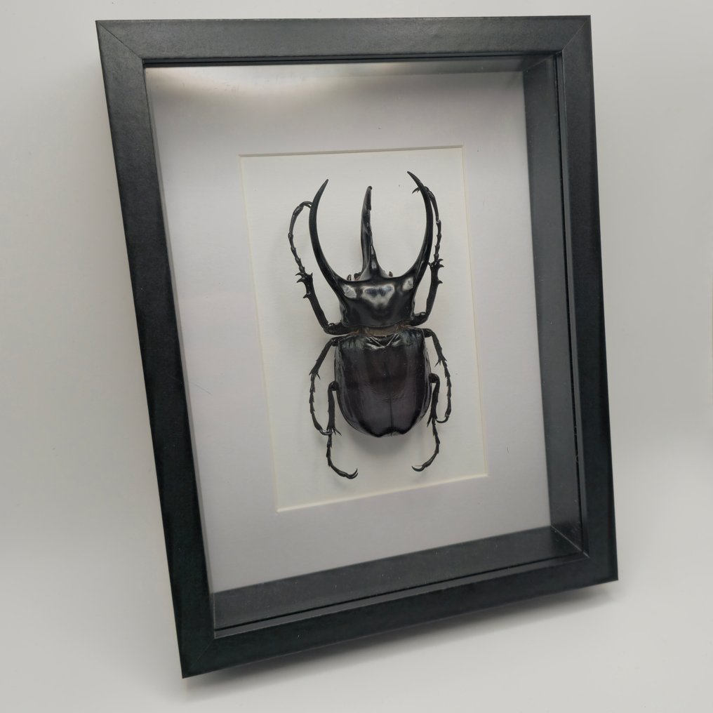 Developing beetles Taxidermy full body mount - Chalcosoma atlas keyboh - 18 cm - 13 cm - 3 cm - 1 #1.0
