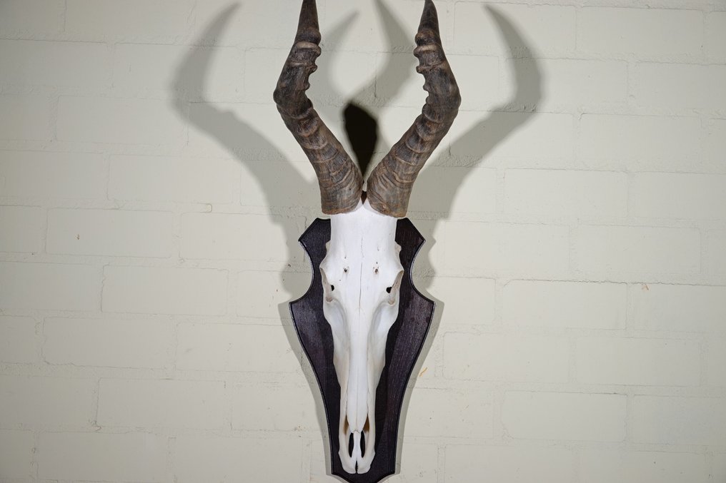 Hartebeest skull Skull - Alcelaphus buselaphus - 33 cm - 80 cm - 29 cm- non-CITES species #4.3