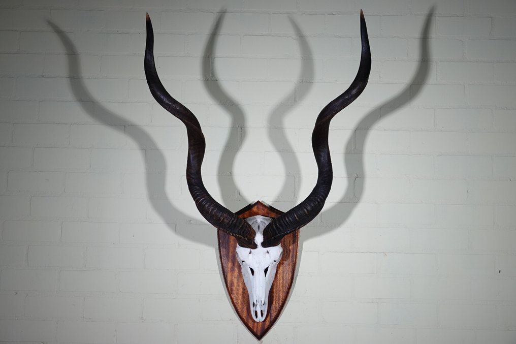 Greater Kudu Craniu - Tragelaphus strepsiceros - 45 cm - 120 cm - 80 cm- non-CITES species - (1) #1.0