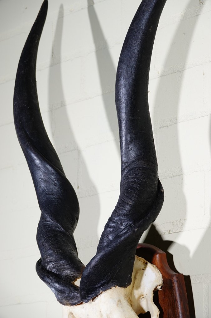 非洲羚羊 頭骨 - Common Eland - Taurotragus oryx - 20 cm - 102 cm - 53 cm- non-CITES species - (1) #4.3
