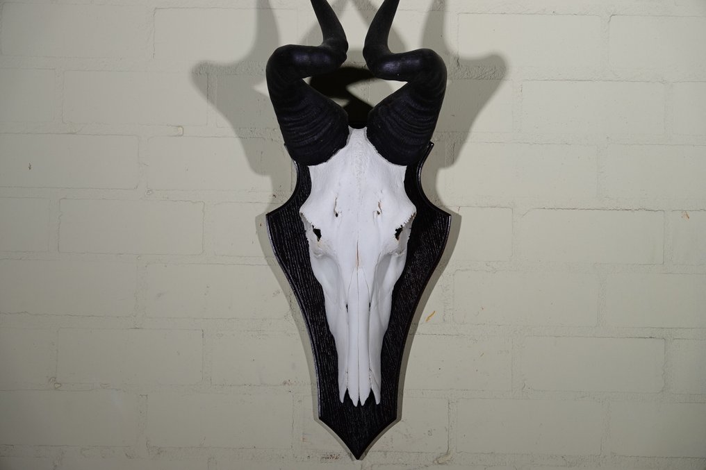 Lichtenstein's hartebeest Skull - Alcelaphus lichtensteinii - 19 cm - 69 cm - 26 cm- non-CITES species #1.0
