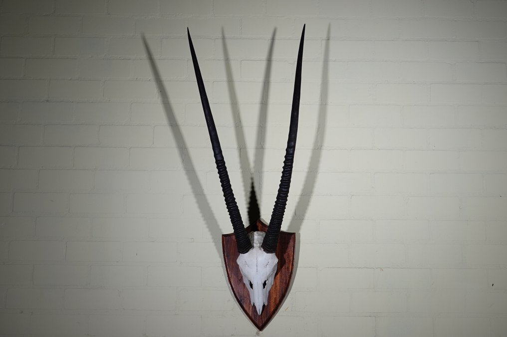 spiesbok Teschio - oryx - 28 cm - 120 cm - 42 cm- non-CITES species #1.0