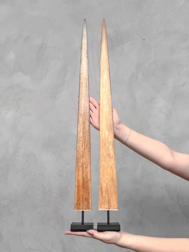 NO RESERVE PRICE - Stunning Pair of swordfish rostrums on custom-fit pedestals - Rostrum on stand - Xiphias Gladius - 73 cm - 7 cm - 7 cm- Non-CITES species -  (2) #1.0