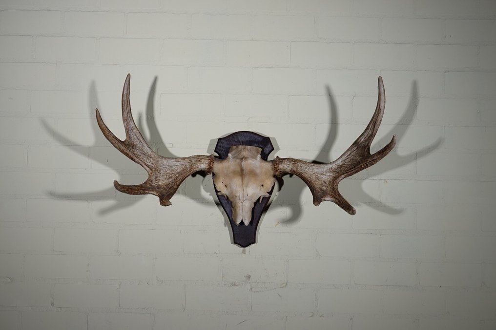 Large Northern Elk/Moose Skull - Alces alces - 37 cm - 57 cm - 92 cm- non-CITES species #1.0