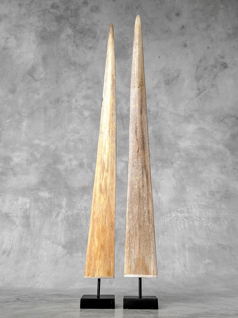 无底价——一对剑鱼獠牙，安置在定制的底座上。 架立式喙飾 - Xiphias Gladius - 76 cm - 7 cm - 7 cm- 非《瀕臨絕種野生動植物國際貿易公約》物種 -  (2) #4.3