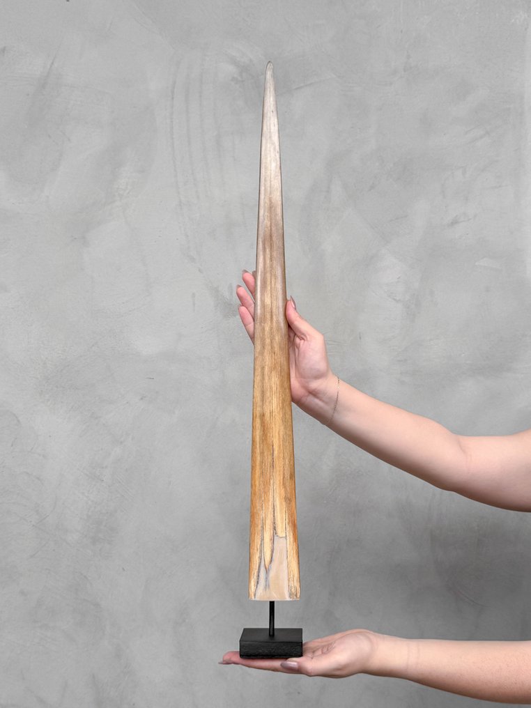 NO RESERVE PRICE - A Swordfish Tusk mounted on a custom-fit stand - Rostrum on stand - Xiphias Gladius - 72 cm - 7 cm - 7 cm- Non-CITES species - (1) #2.1