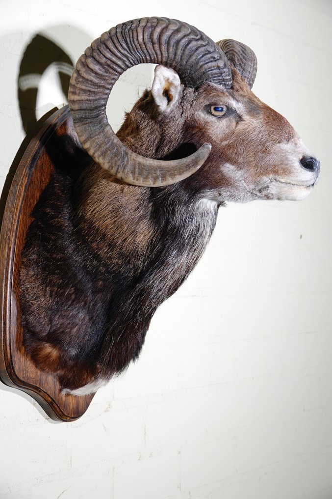 Stor mouflon-hovedmontering. Taksidermi vægmontering - Ovis a. musimon - 38 cm - 45 cm - 62 cm - non-CITES species #1.0