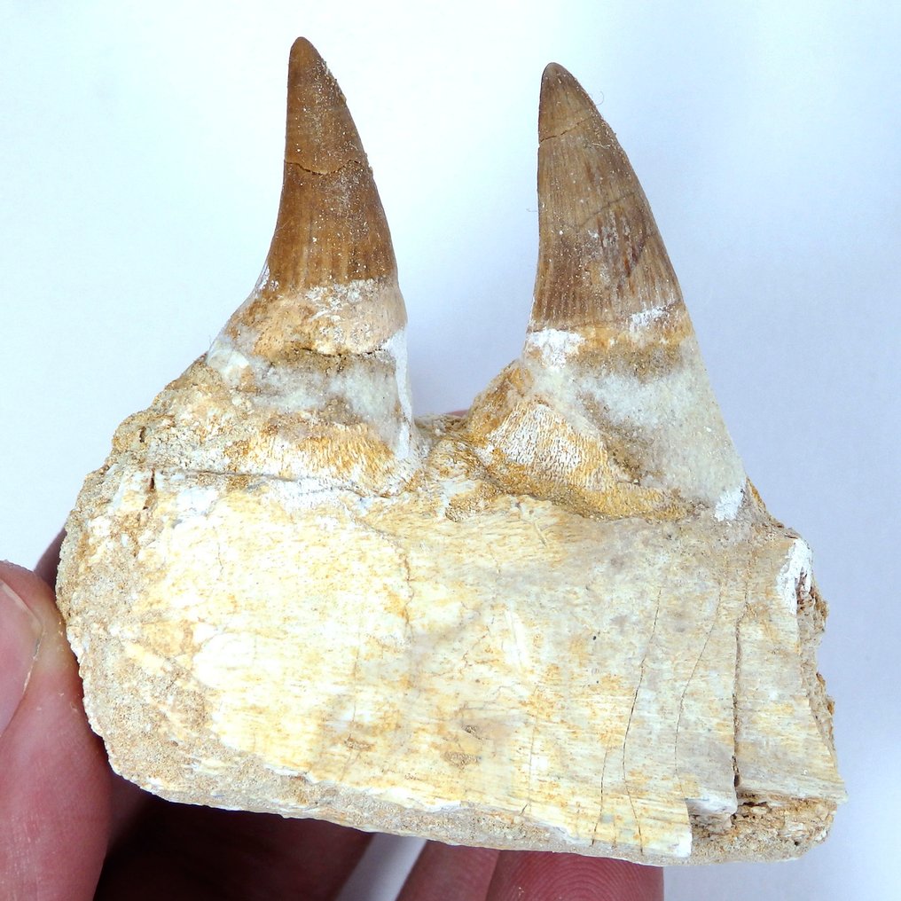 Mosasaurio - ritka - állkapocs töredék - Fosszilizálódott állkapocs - Platecarpus ptychodon - 75 mm - 64 mm  (Nincs minimálár) #1.0