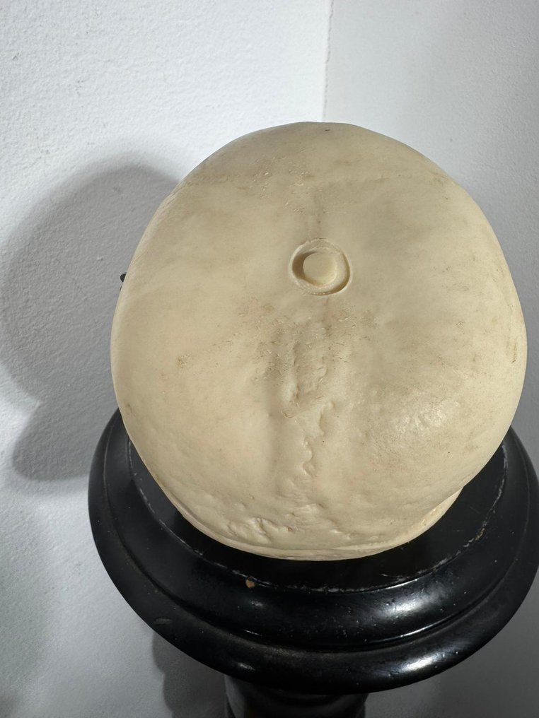 Anatomical model - Resin, Plastic - 1900-1910 - Resin skull #3.2