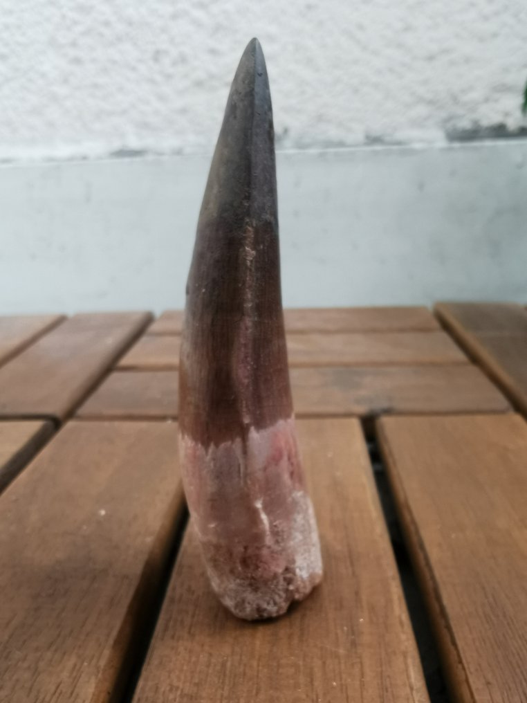 Spinosaurus - Fossil tand - 9 cm - 2.7 cm (Ingen mindstepris) #1.0