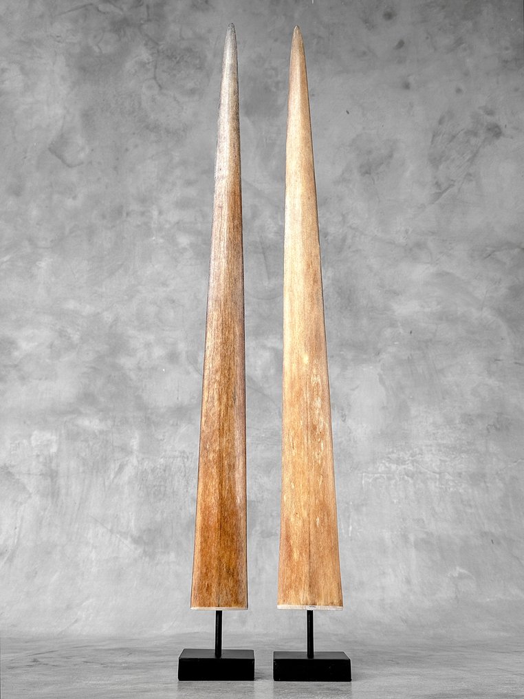 NO RESERVE PRICE - Stunning Pair of swordfish rostrums on custom-fit pedestals - Rostrum on stand - Xiphias Gladius - 73 cm - 7 cm - 7 cm- Non-CITES species -  (2) #2.1