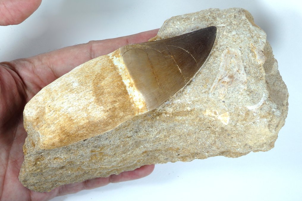 Mosasaurier - Versteinerter Kiefer - Prognatodon giganteous - Fossil tooth in matrix - 100% Natural - main tooth is 110mm - 155 mm - 85 mm #3.2