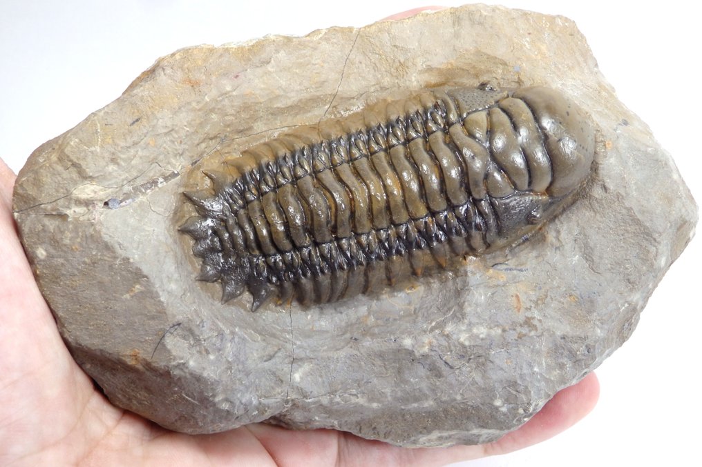 Trilobit - Fossil ryggsköld - Crotalocephalus gibbus - 82x35mm - 135 mm - 45 mm #1.0