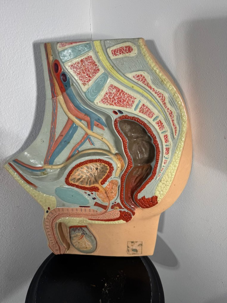 Anatomisk modell - Harts - 1970-1980 - Modell för manligt apparatus #2.1