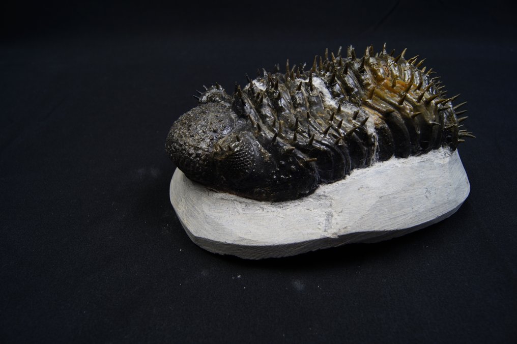 Stacheliger Trilobit - Tierfossil - Droptops armatus #1.0