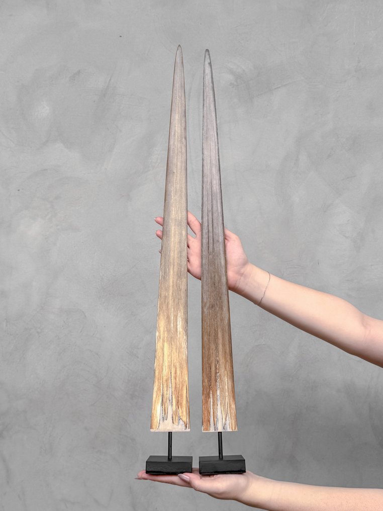 NO RESERVE PRICE - Stunning Pair of swordfish rostrums on custom-fit pedestals - Rostrum on stand - Xiphias Gladius - 73 cm - 7 cm - 7 cm- Non-CITES species -  (2) #4.3