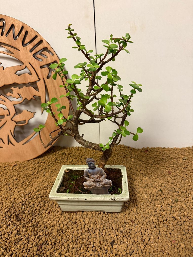 Jade bonsai (Crassula/Portulacaria) - Height (Tree): 29 cm - Depth (Tree): 21 cm - Belgium #1.0