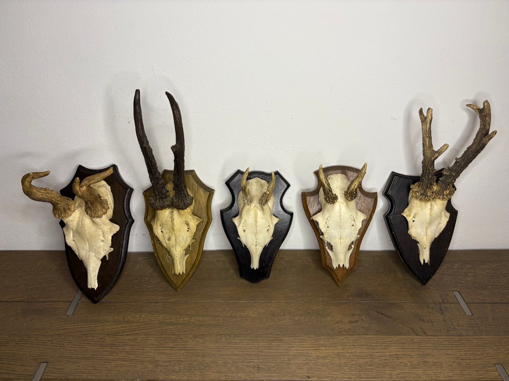 Roebuck 哺乳動物頭骨 - Capreolus capreolus - 20 cm - 15 cm - 10 cm- 非《瀕臨絕種野生動植物國際貿易公約》物種 -  (5) #4.3