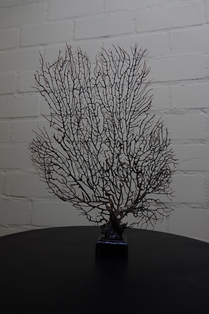 Fine Gorgonian Sea Fan / zeewaaier koraal su basamento di legno Allestimento tassidermico a corpo intero - Gorgonian sp - 32 cm - 23 cm - 4 cm - non-CITES species #1.0