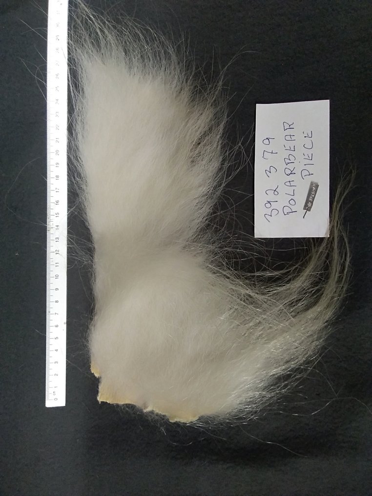 Polarbear - Σετ κοσμημάτων 2 τεμαχίων - Πραγματικός Πολικός Αρκούδος #4.3