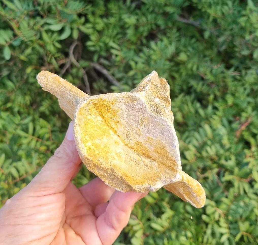 Marine reptile - Fossil vertebra bone - Mosasaurus - 9 cm  (No Reserve Price) #1.0