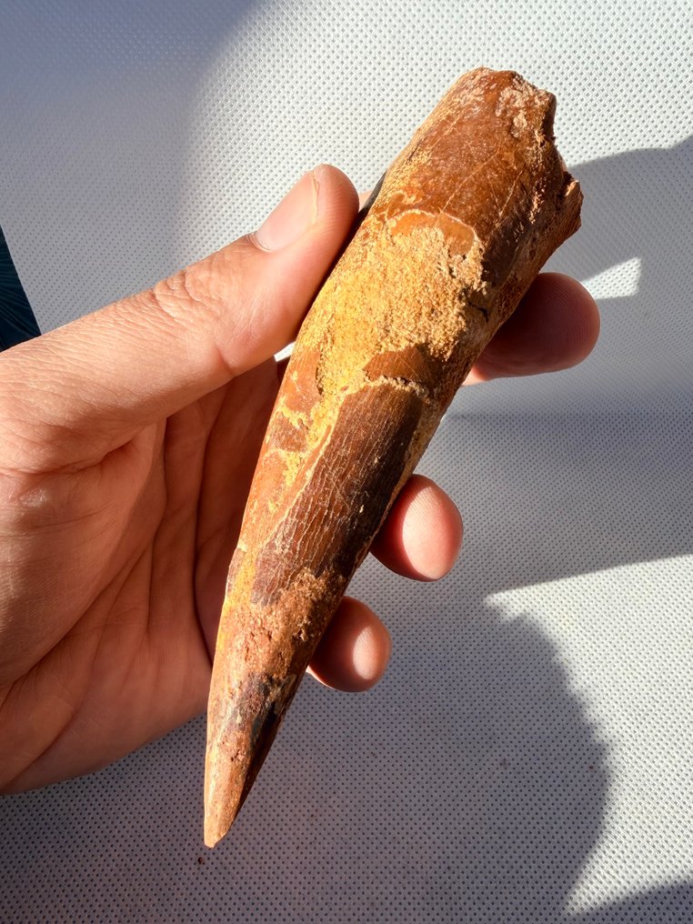 Dinosaur - Fossil tooth - Spinosaurus aegyptiacus - 12.7 cm  (No Reserve Price) #4.3