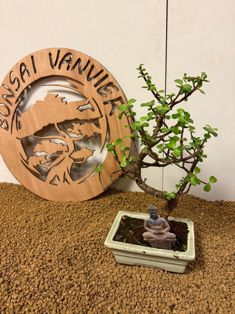 Jade bonsai (Crassula/Portulacaria) - Height (Tree): 29 cm - Depth (Tree): 21 cm - Belgium #3.2