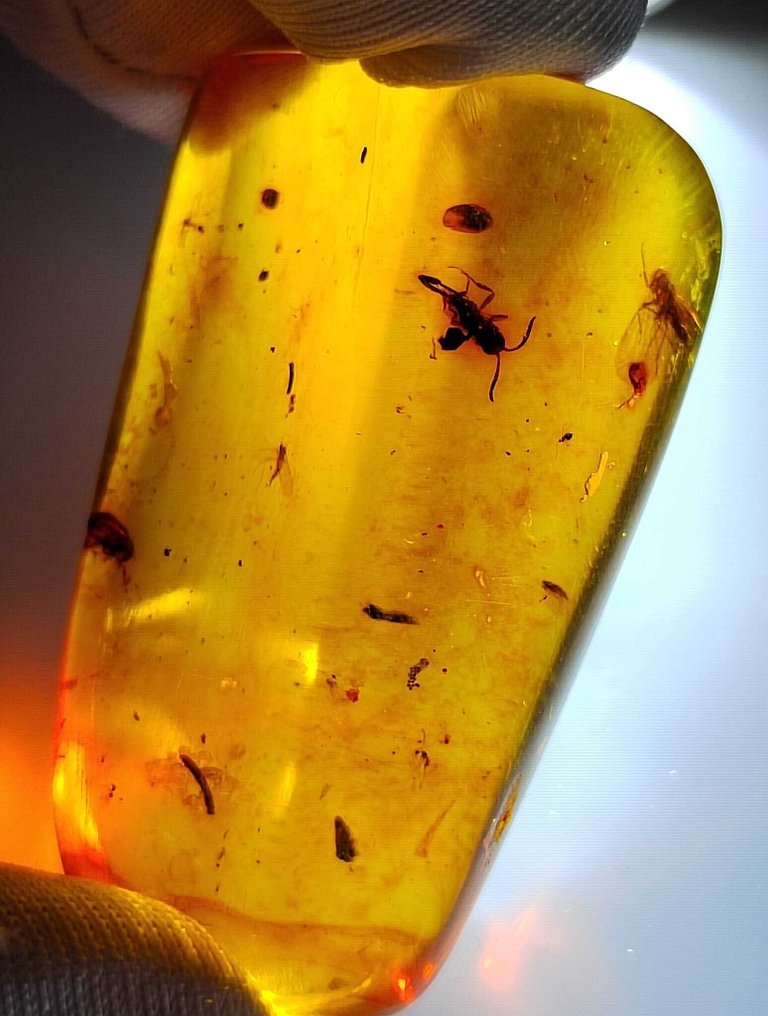 FOSSlL-IMPRESSIONANTE!! âmbar dominicano - 65 cêntimos - Sem preço de reserva- 13 g #1.0