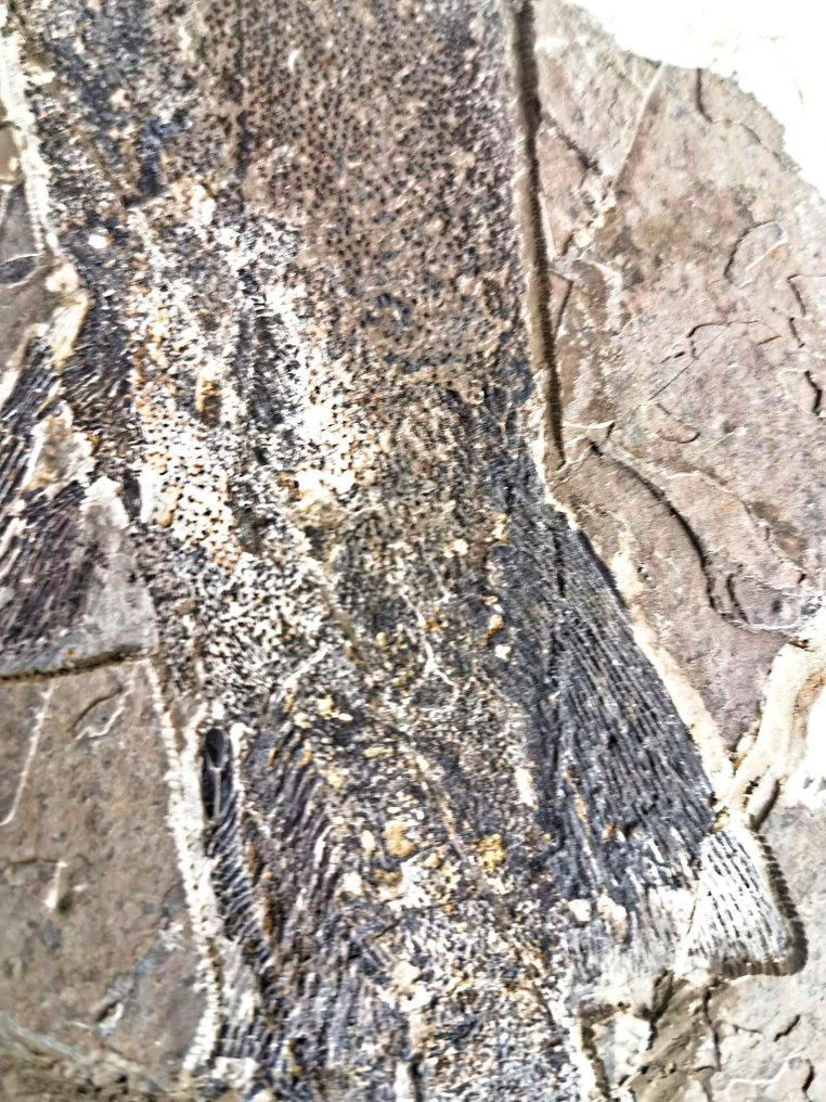 Animale fossilizzato - Peipiaosteus - 45 cm - 30 cm #2.1