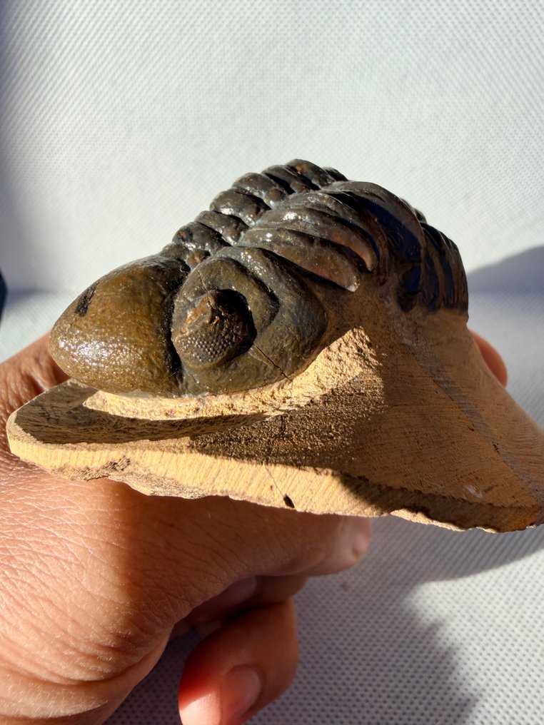 Trilobite - Animal fossilisé - Reedops - 8 cm (Sans Prix de Réserve) #1.0