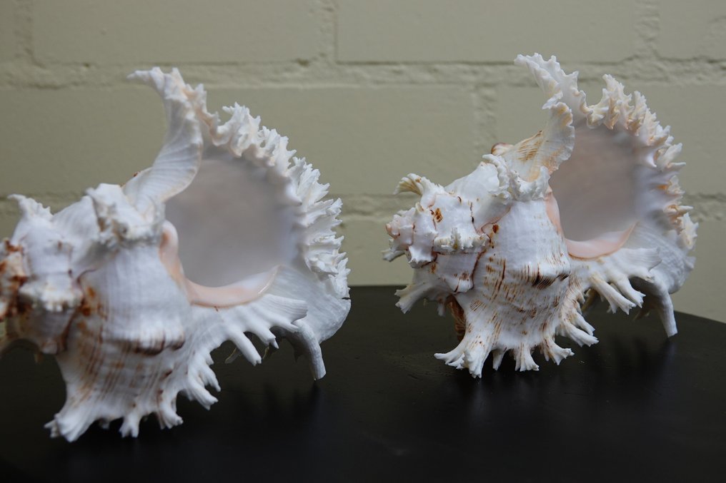 Κλαδωτό κέλυφος θαλάσσιου σαλιγκαριού Murex. Αχιβάδα - Chicoreus ramosus (χωρίς τιμή ασφαλείας) #1.0