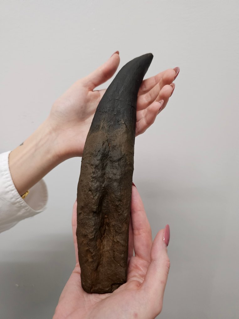 霸王龙牙齿模型 - 牙齿化石 #4.3