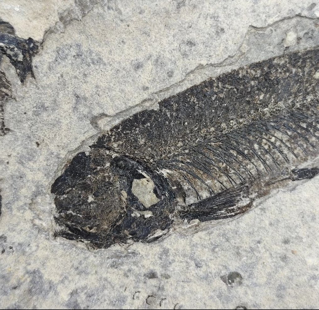 Fisch - Tierfossil - Teleostei - 17.5 cm - 15 cm #3.2