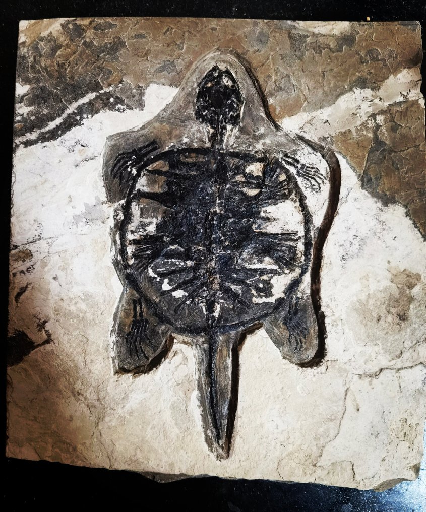 海龟 - 动物化石 - 13.5 cm - 12 cm #1.0