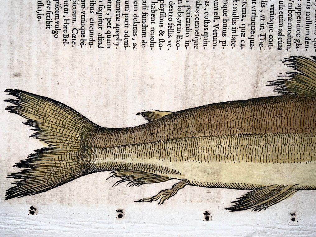 Conrad Gesner 1516-1565: Bezola Trout (Extinct), fish - folio with woodcut - 1620 #1.0