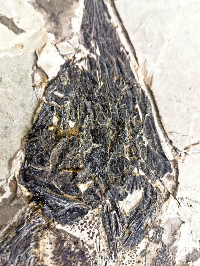 Animale fossilizzato - Peipiaosteus - 45 cm - 30 cm #1.0