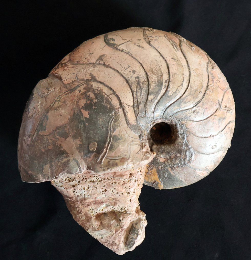 Κορυφαίο ναυτικό cloisonné - Απολιθωμένο κέλυφος - Cenoceras - 13 cm - 7 cm #1.0