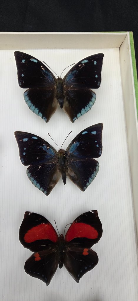 Magic South América Butterflies Collection (32x26 cm ) - Διόραμα Archeoprepona sp. - Norepa sp. and others - 1990-2000 #4.3