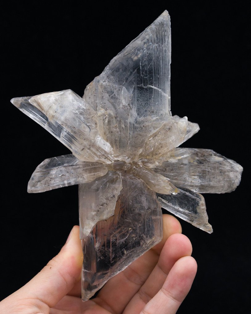 Galleggiante di gesso var. Selenite Campione di località rara!!! - Altezza: 16.5 cm - Larghezza: 13.4 cm- 322 g - (1) #2.1