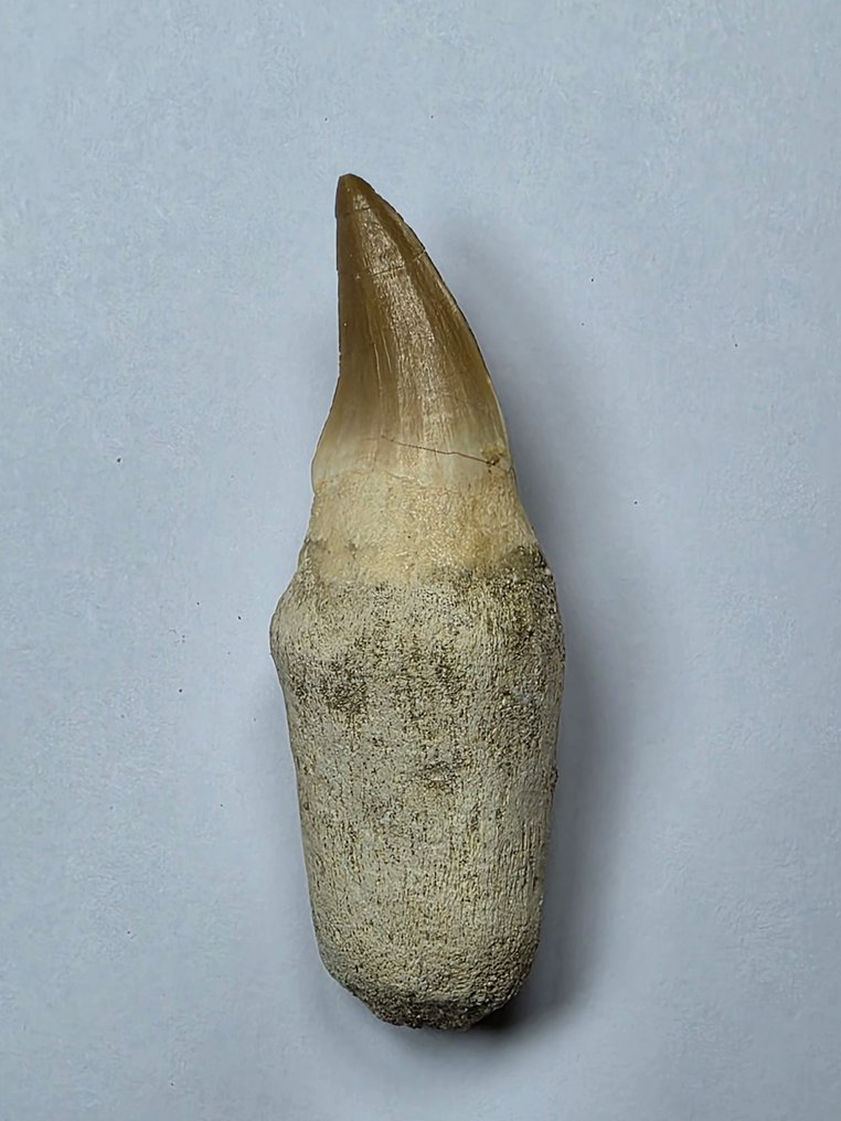 Mosasaurus - Fossiele tand - 8.3 cm  (Zonder Minimumprijs) #1.0