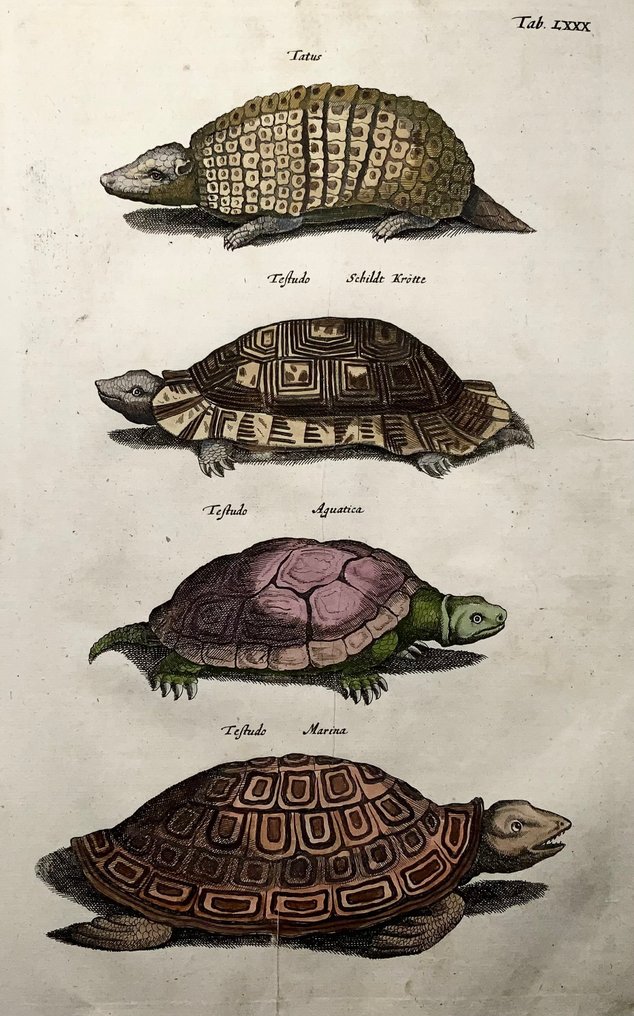 Matthäus Merian (1593-1650) - hand coloured folio: Tortoise Turtles Armadillo - 1657 #1.0