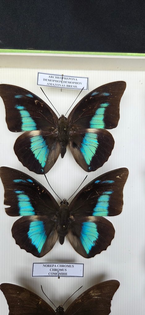 Magic South América Butterflies Collection (32x26 cm ) - Διόραμα Archeoprepona sp. - Norepa sp. and others - 1990-2000 #1.0